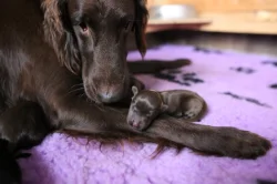 Štěňata Flat coated retrieverú
