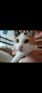 🐾 Hledá se nový domov pro kočičí slečnu 🐾