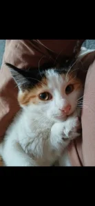 🐾 Hledá se nový domov pro kočičí slečnu 🐾