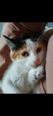 🐾 Hledá se nový domov pro kočičí slečnu 🐾