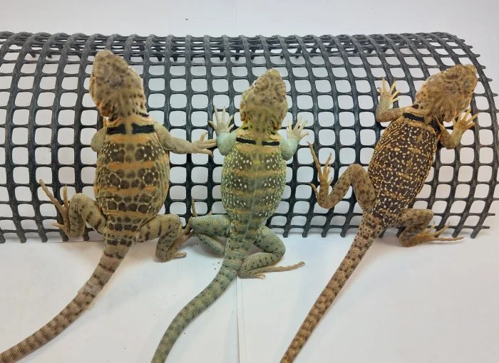 Leguánek obojkový-Crotaphytus collaris forma Wichita Mountain