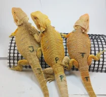 Agama vousatá-Pogona Vitticeps CITRUS a CITRUS/RED