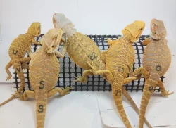 Agama vousatá-Pogona Vitticeps CITRUS a CITRUS/RED