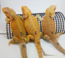 Agama vousatá-Pogona Vitticeps CITRUS a CITRUS/RED
