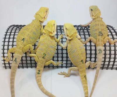 Agama vousatá-Pogona Vitticeps CITRUS a CITRUS/RED