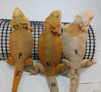 Agama vousatá-Pogona Vitticeps CITRUS a CITRUS/RED