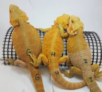 Agama vousatá-Pogona Vitticeps CITRUS a CITRUS/RED