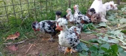 Prodám kuřata - Bregovská dzinka