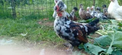 Prodám kuřata - Bregovská dzinka