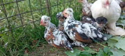 Prodám kuřata - Bregovská dzinka