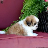 Štěňata shih-tzu připravená k adopci