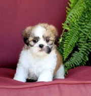 Štěňata shih-tzu připravená k adopci