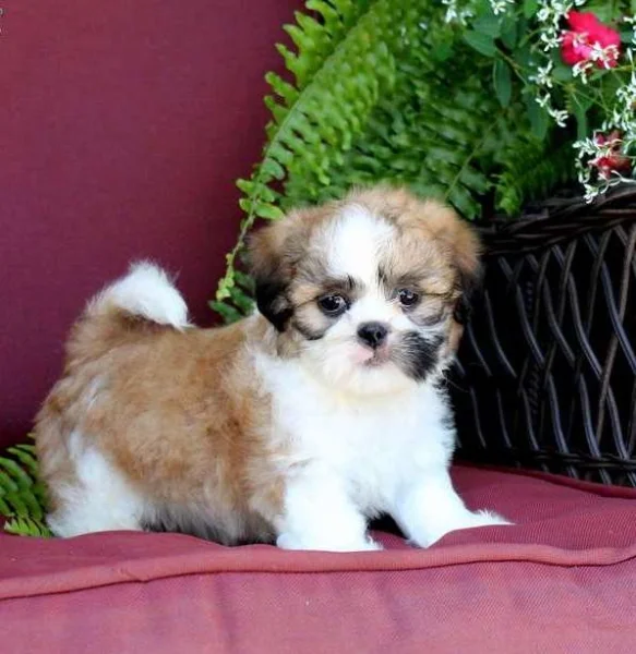 Štěňata shih-tzu připravená k adopci