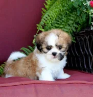 Štěňata shih-tzu připravená k adopci
