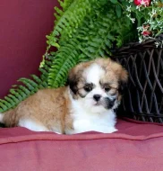 Štěňata shih-tzu připravená k adopci