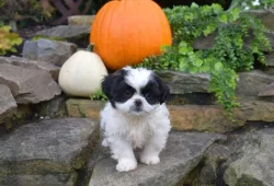 Štěňata shih-tzu k adopci