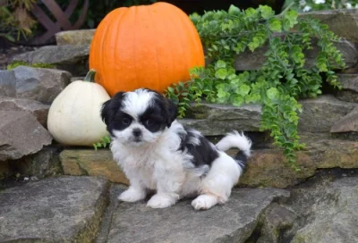 Štěňata shih-tzu k adopci