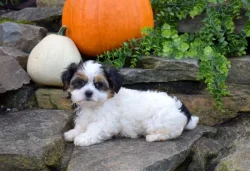 Štěňata shih-tzu k adopci