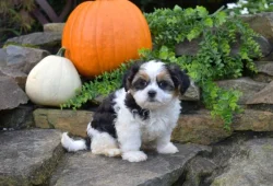 Štěňata shih-tzu k adopci