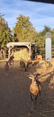 Muflončata letošní
