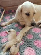 Zlatý retriever s PP (FCI) - štěně - pejsek