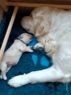 Zlatý retriever s PP (FCI) - štěně - pejsek