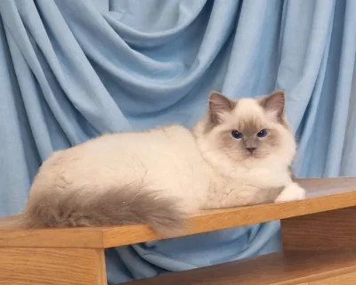 Ragdoll s PP
