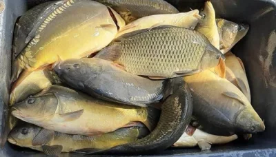 Prodám kapra 2,5-3 kg