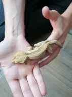 Prodám pagekona řasnatého, cena dohodou