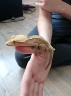 Prodám pagekona řasnatého, cena dohodou
