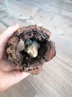 Prodám pagekona řasnatého, cena dohodou