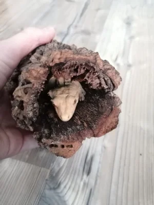 Prodám pagekona řasnatého, cena dohodou