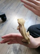 Prodám pagekona řasnatého, cena dohodou