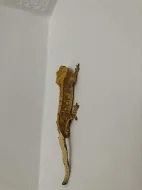 Prodám pagekona řasnatého, cena dohodou