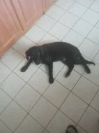 Prodám 7 měsíční štěně