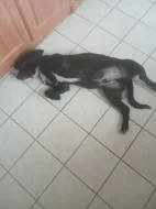 Prodám 7 měsíční štěně