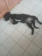 Prodám 7 měsíční štěně