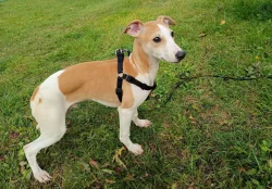 Whippet/ Vipet/ - pejsek bez pp