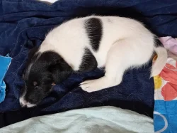 PRODAM STENE, PEJSKA HLADKOSRSTEHO FOXTERIERA S PP