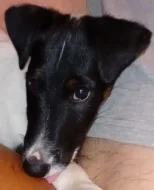 PRODAM STENE, PEJSKA HLADKOSRSTEHO FOXTERIERA S PP