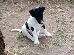 PRODAM STENE, PEJSKA HLADKOSRSTEHO FOXTERIERA S PP