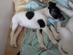 PRODAM STENE, PEJSKA HLADKOSRSTEHO FOXTERIERA S PP