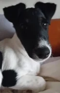 PRODAM STENE, PEJSKA HLADKOSRSTEHO FOXTERIERA S PP