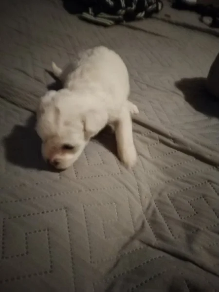 Štěňata boloňského psíka