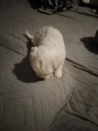 Štěňata boloňského psíka
