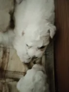 Štěňata boloňského psíka