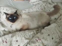 Krytí ragdoll bez pp