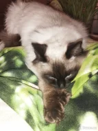 Krytí ragdoll bez pp
