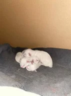 Krytí ragdoll bez pp