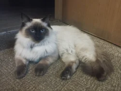 Krytí ragdoll bez pp